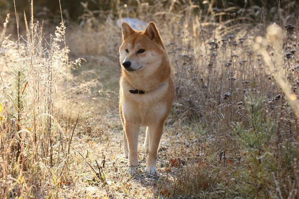 Hana
