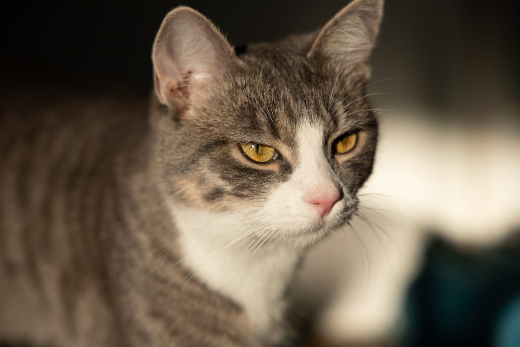 Neko