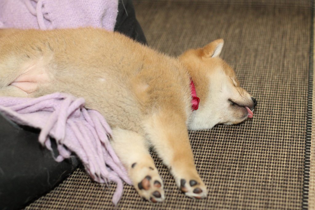 Pihka