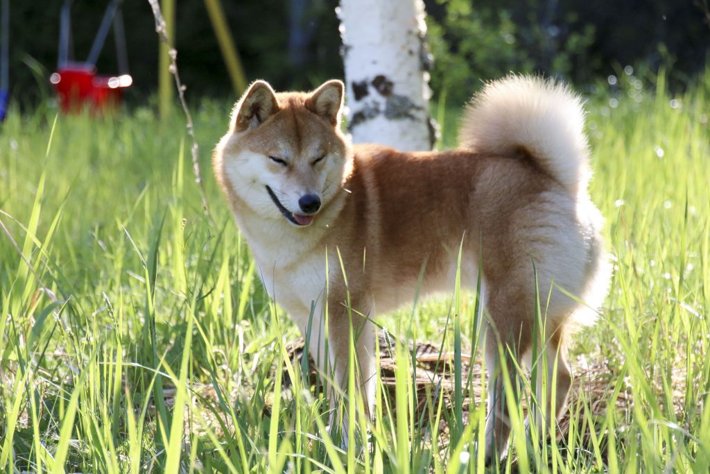 Hana