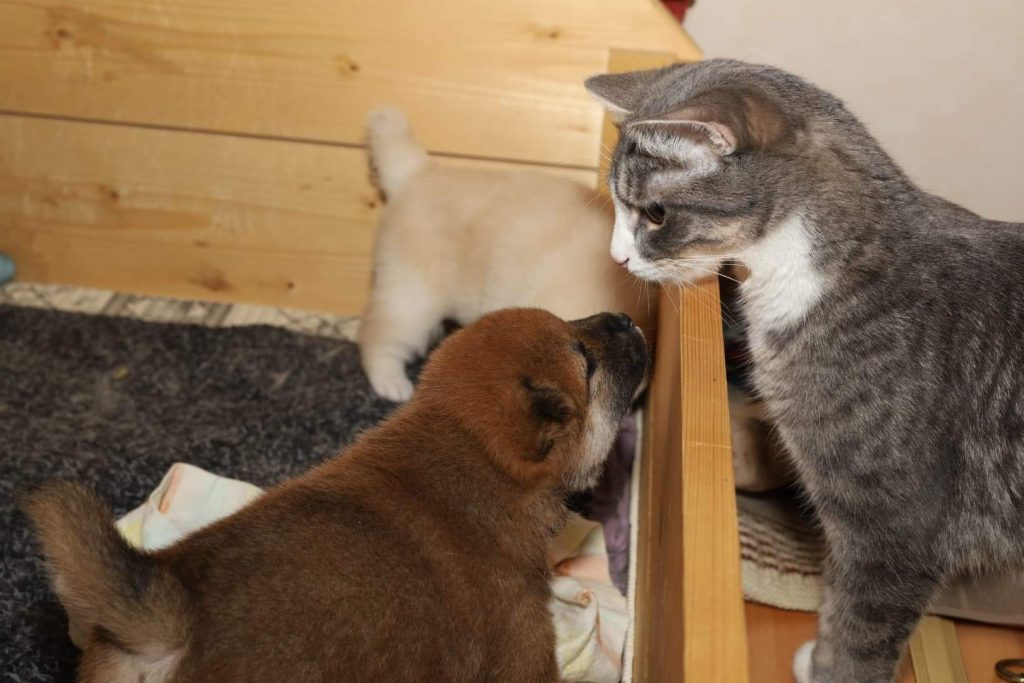 Outa & Neko